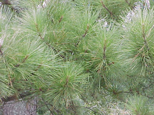 Loblolly pine foliage on branches